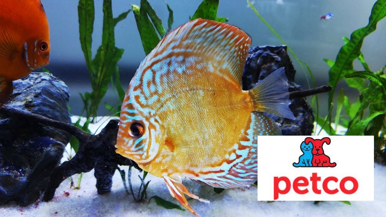 You Can Now Buy Discus Fish At A Big Box Pet Store&hellip; Guess Where?