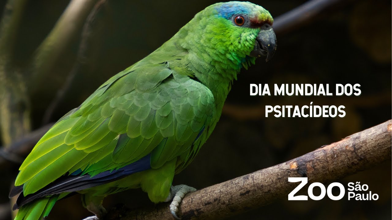 DIA MUNDIAL DOS PSITAC&Iacute;DEOS! 🦜