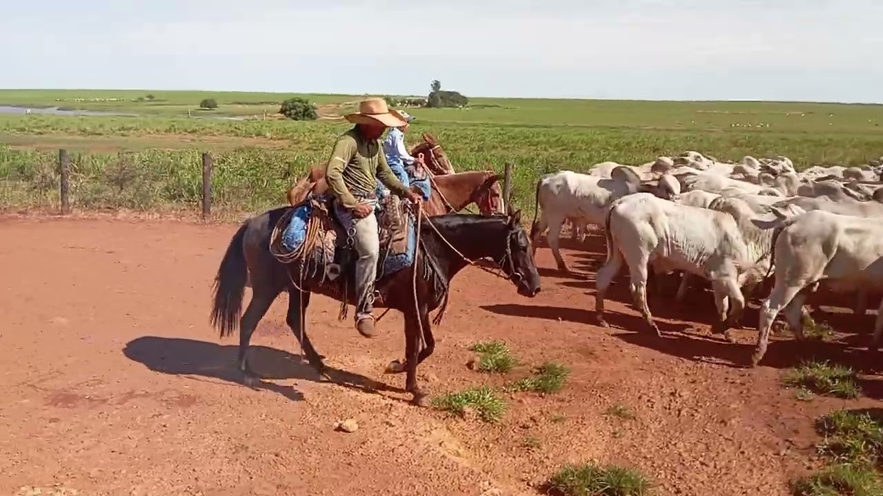 Vamos para cima moçada com fé e garra @chacaracomediaselvagem6832 