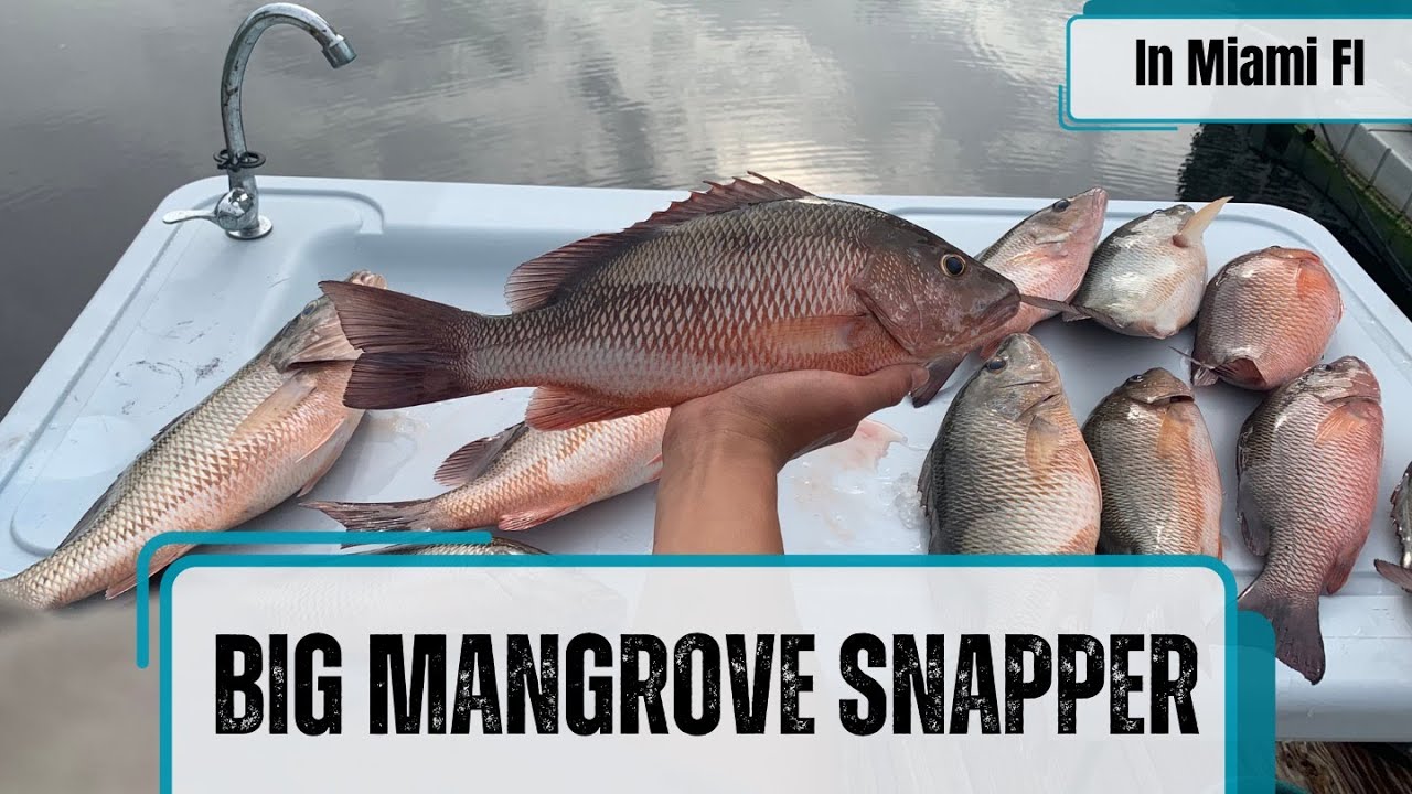The Easiest way to catch BIG Mangrove Snapper in Miami!