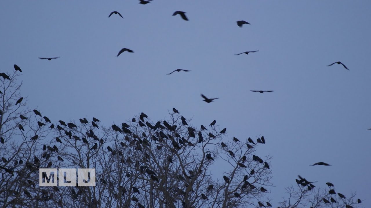 Crow Behavior