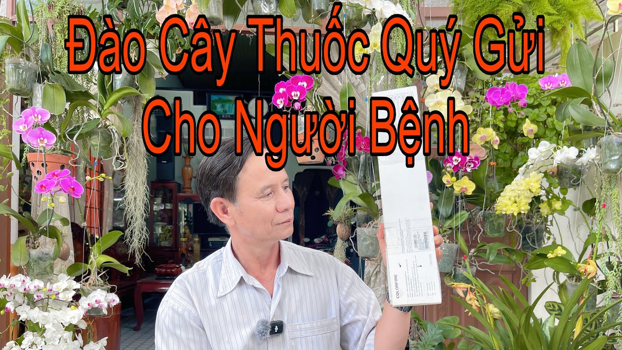 Ra Vườn Đào Và Hái Thuốc Quý Đặc Trị Bệnh Tim  Cứu Người bệnh nặng ở Đồng Nai 