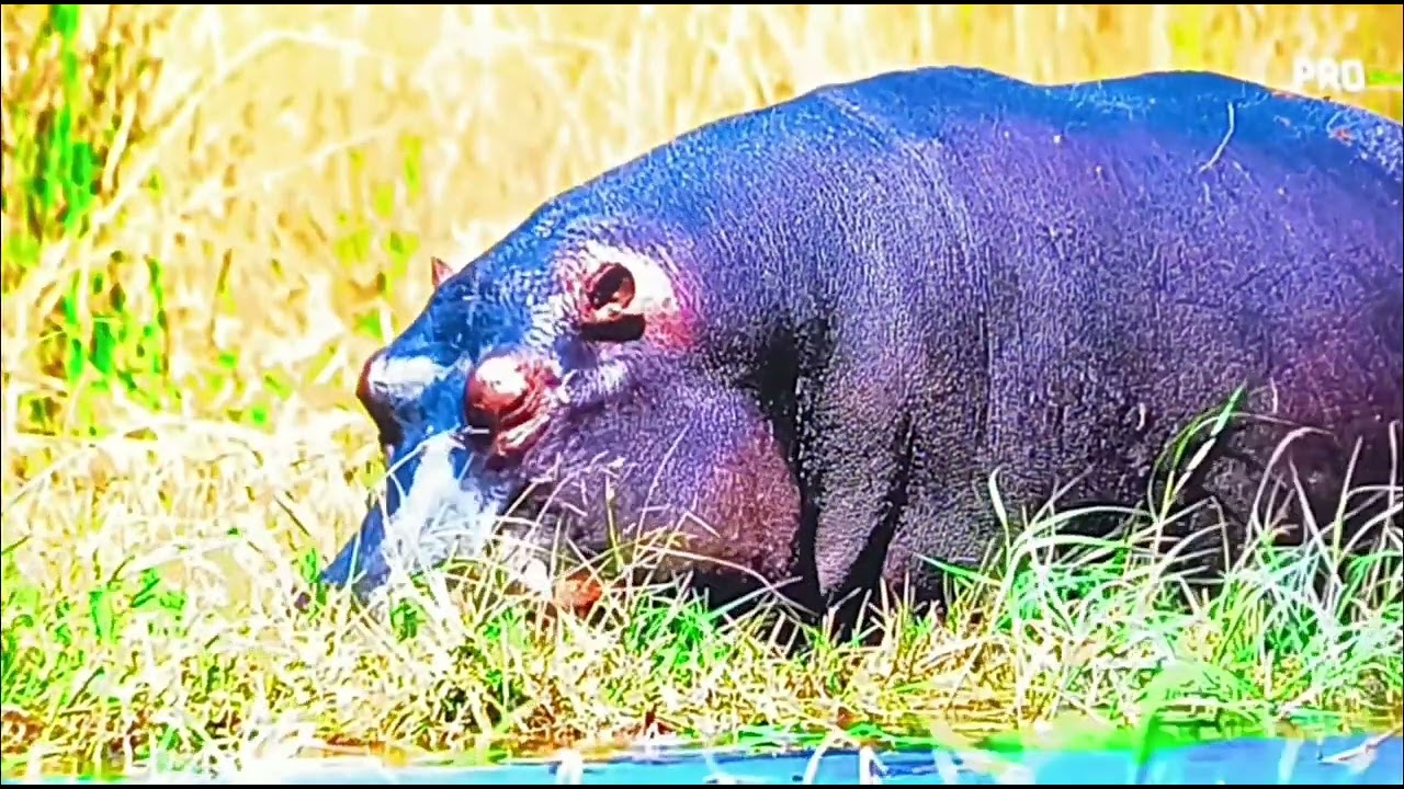 Xsarius avant 3 plus Ultra - the best iptv box of 2025? Fast, reliable & quality l try out l OTT box