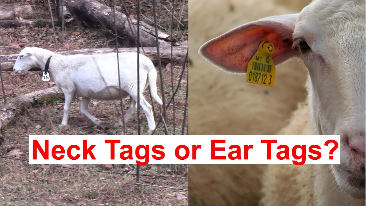 Neck Tags or Ear Tags for St Croix Sheep: Which is Better?