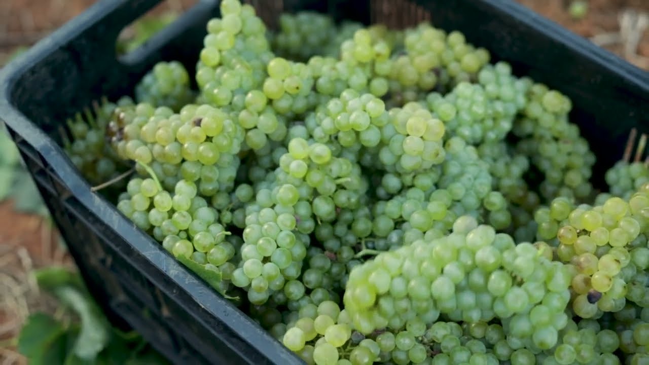 Doolhof Estate Video