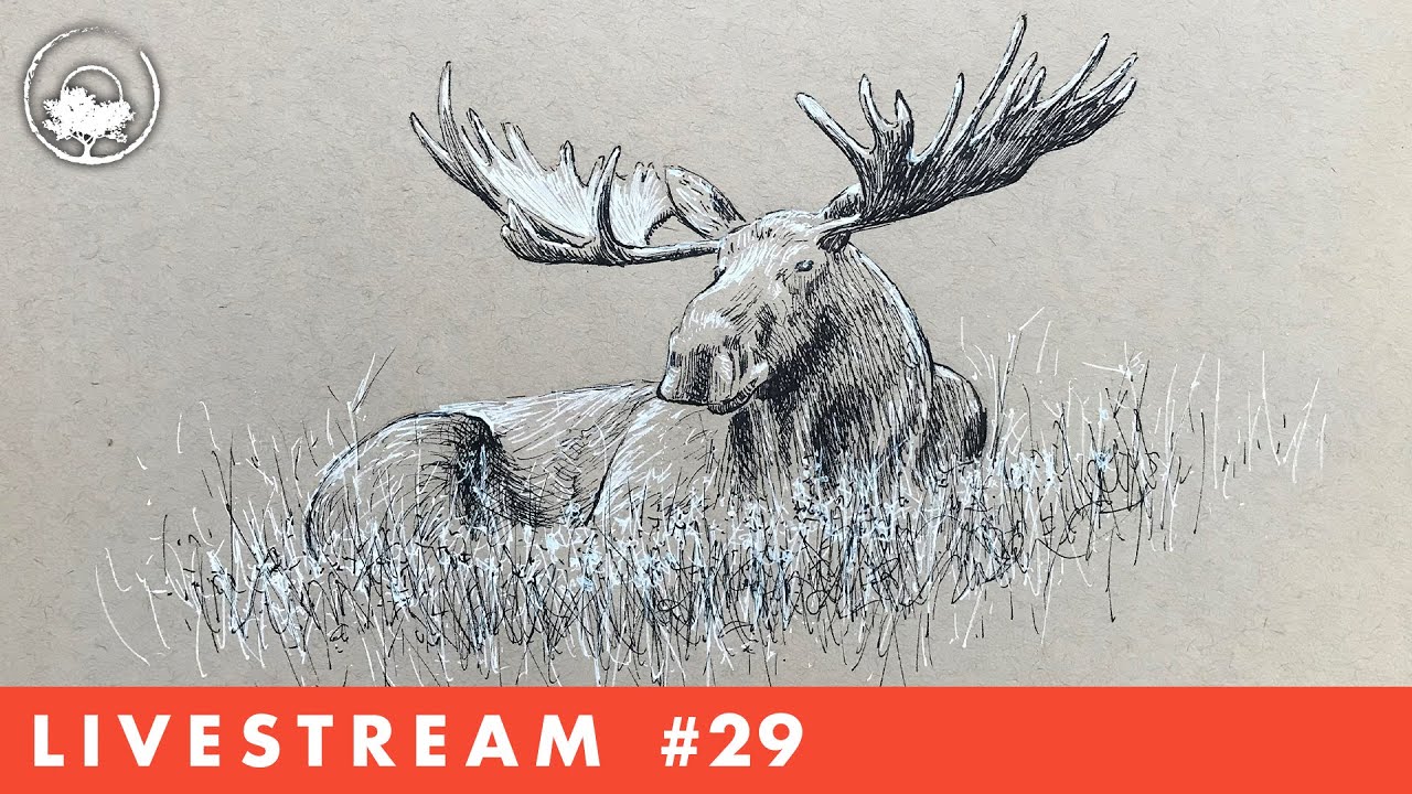 Drawing a Moose with Pen & Ink - LiveStream #29