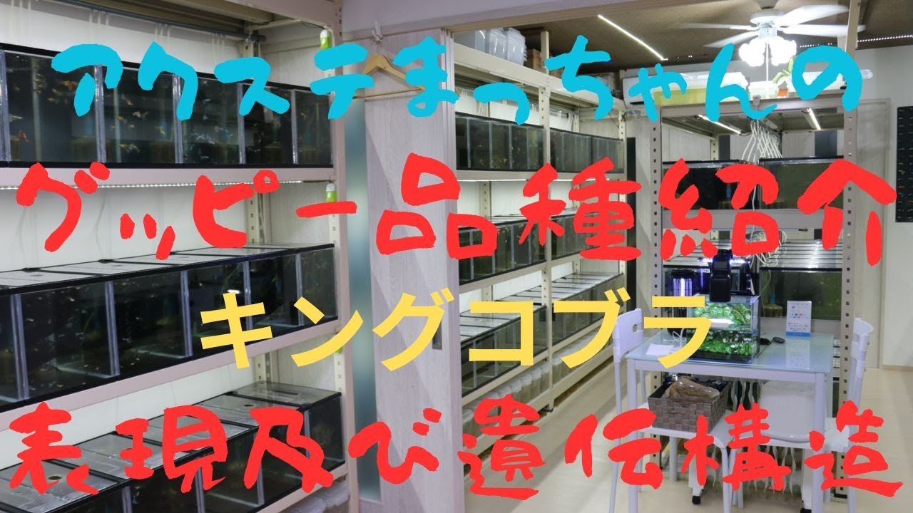 キングコブラ表現及び遺伝構造