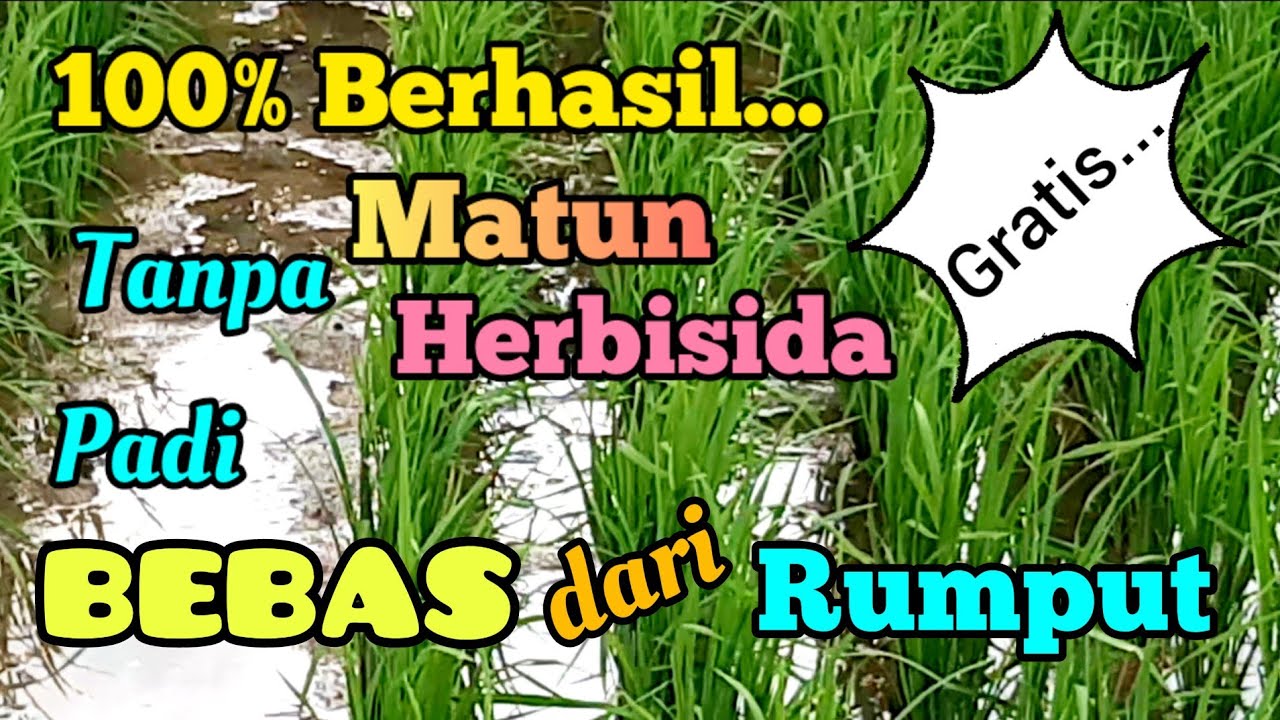 Dijamin Berhasil. Ternyata Begini Cara Mengatasi Rumput Pada Tanaman Padi. Rumput Bagai Dipenjara