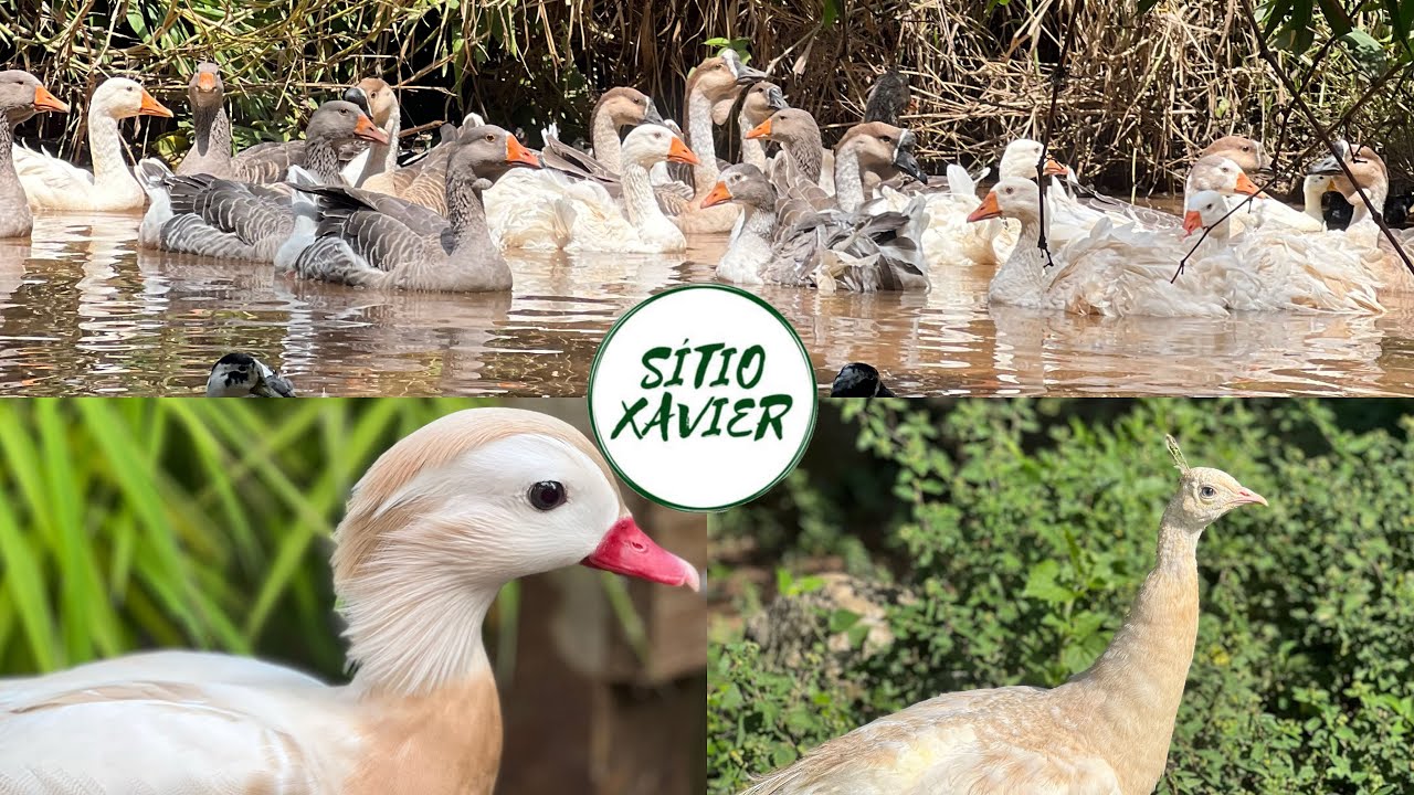 TODA A CRIAÇÃO - GANSOS/ PATOS / MARRECOS/ PAVÕES/ PERUS | Sítio Xavier