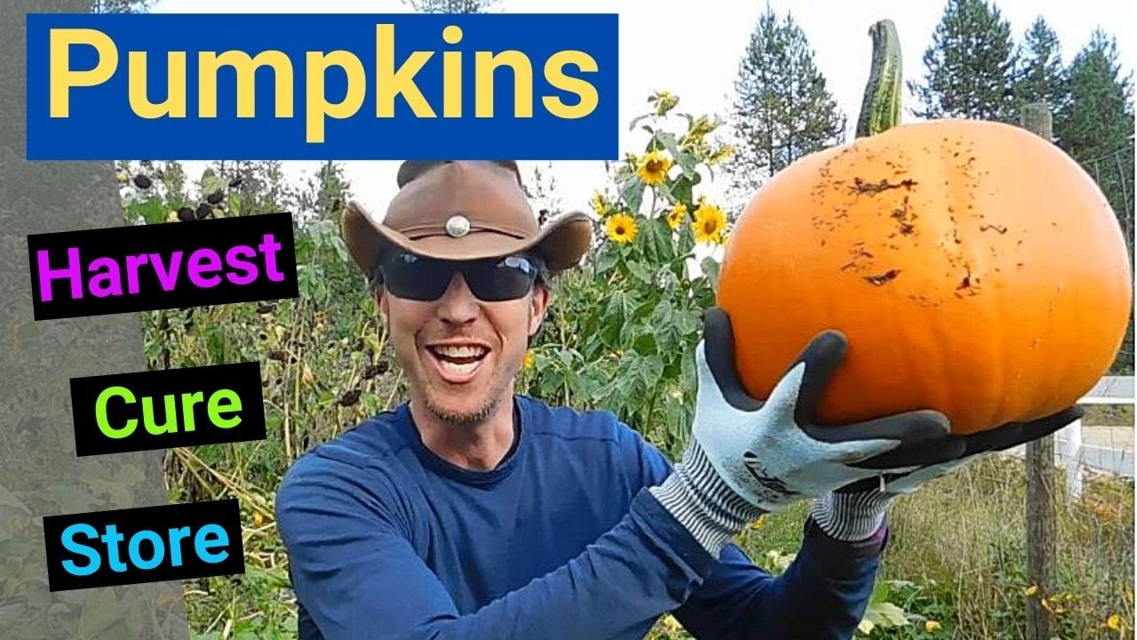 How to Harvest, Cure and Store your Pumpkins, Tips and Tricks, Simple Easy way