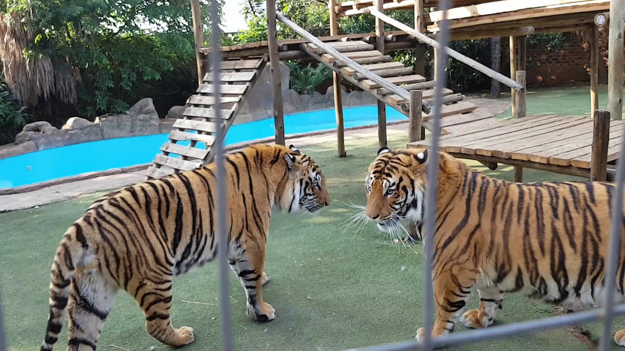 Too much freedom for cats or tigers!
