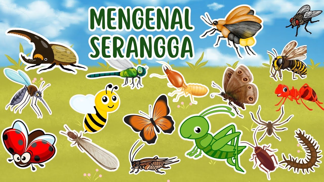 Belajar Mengenal Nama-Nama Serangga - Video Edukasi Anak || Dunia Anak Cerdas