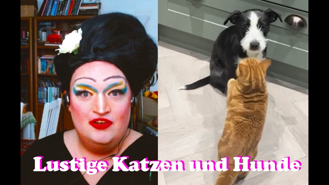 Drag react: Lustige Katzen und Hunde