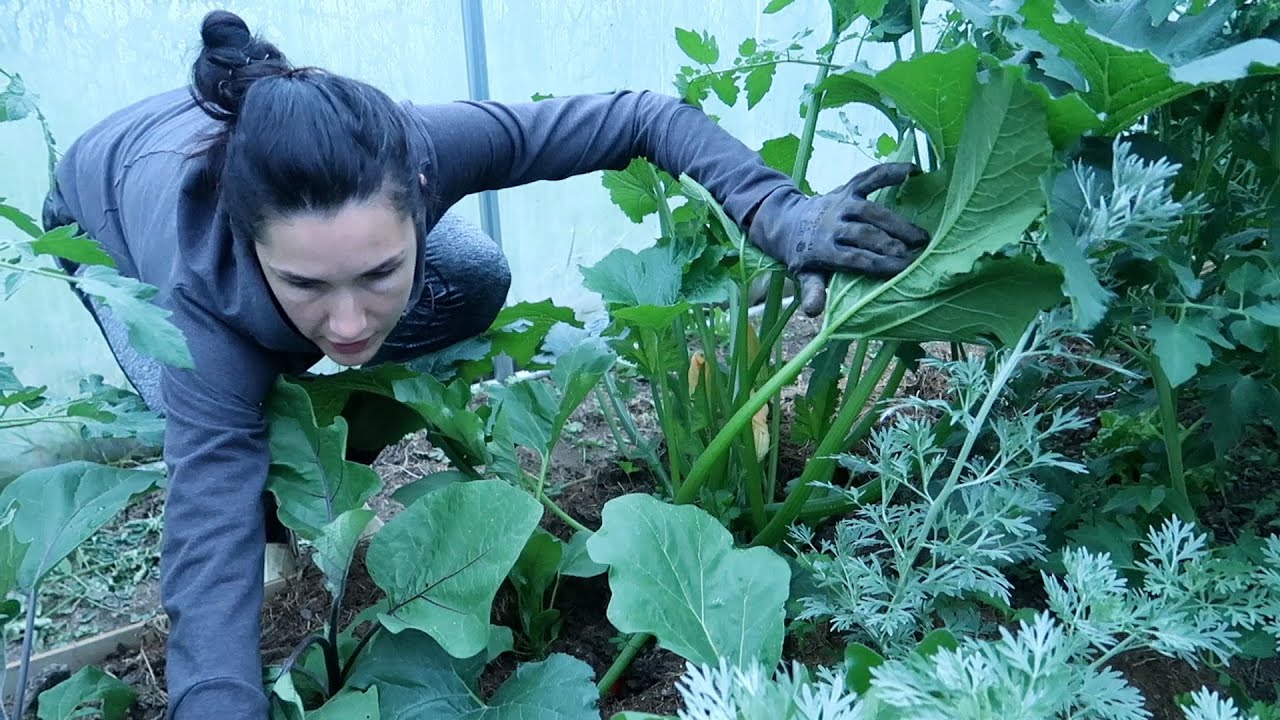 TERRA BOTANICA LE NOUVEAU PARC D'ATTRACTION DU MAINE ET LOIRE 🌱 @terrabotanica49