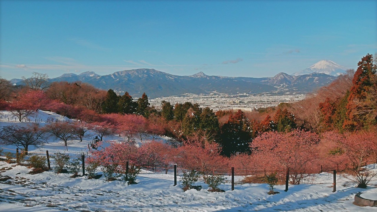 【残雪と早咲桜 : おおいゆめの里 】 神奈川県 大井町 Feb 9, 2026, cherry blossoms