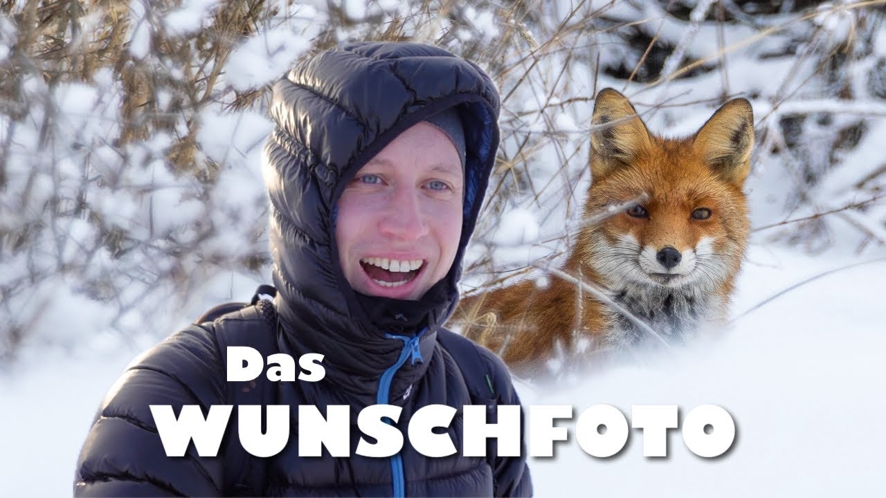 Rotfuchs im Schnee Odyssee