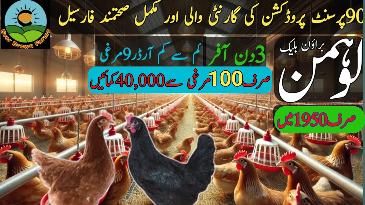 Lohman brown hens for sale | Lohman black price in Pakistan | Lohman murgi@everbrownfarms