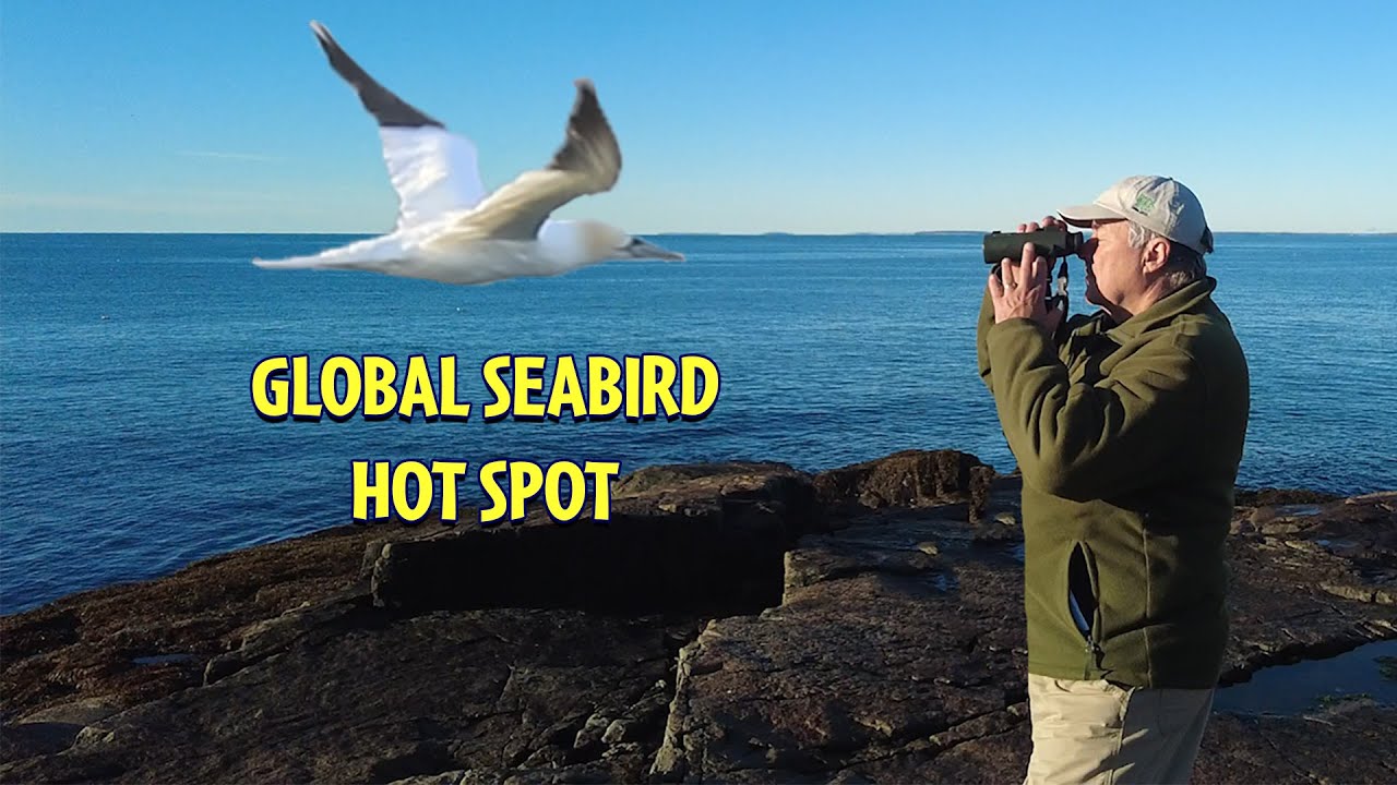 60,000 Seabirds pass THIS SPOT!