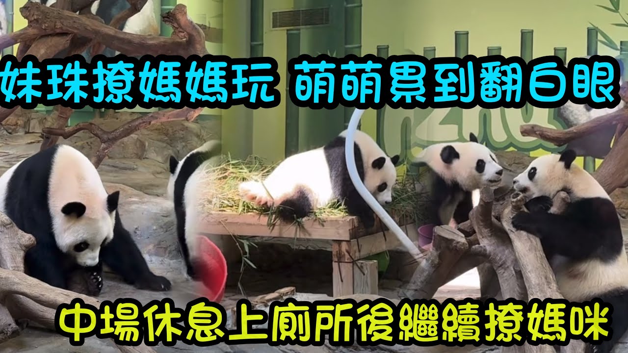 3月13日 妹珠纏著媽咪玩，玩到一半去上所，又回來找媽咪#大熊妹珠#熊妹#panda#babypanda#大熊猫萌萌