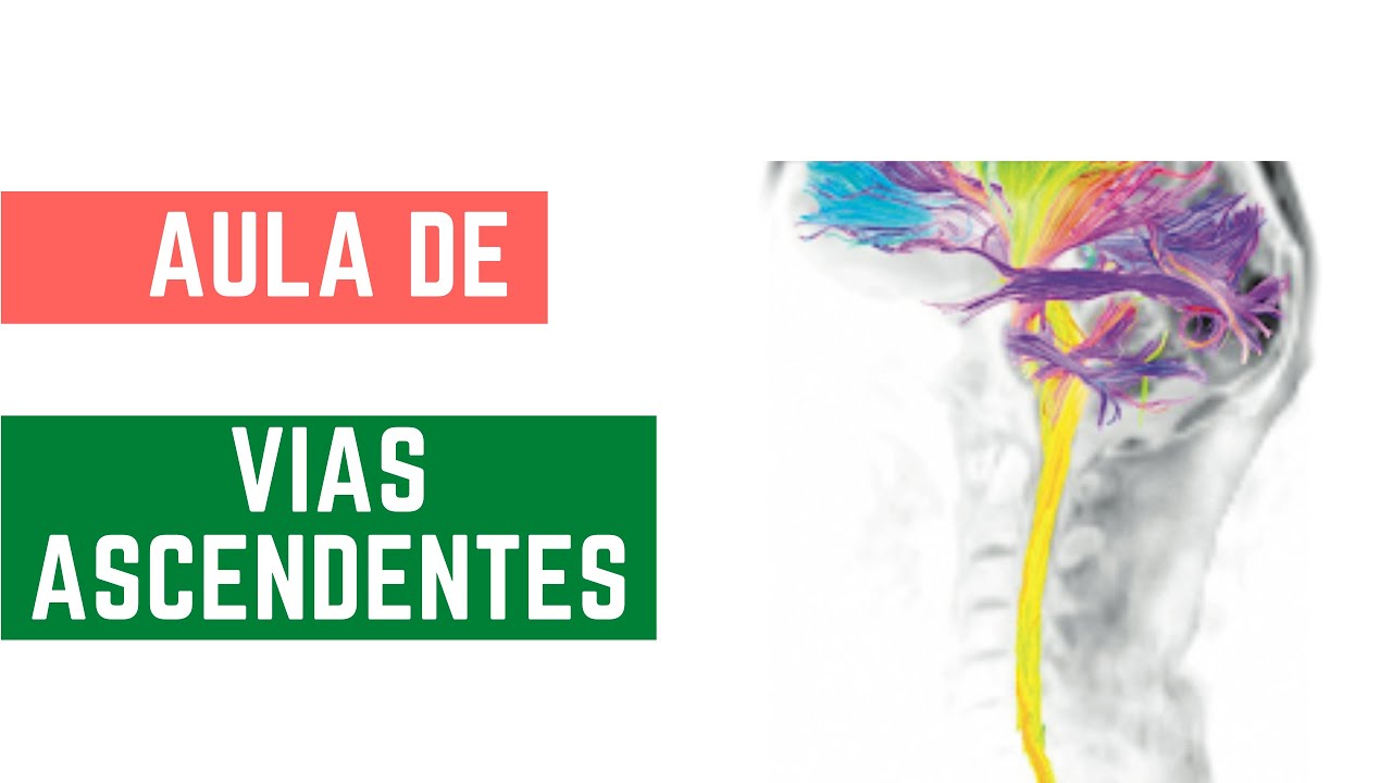 NEUROANATOMIA VIAS ASCENDENTES