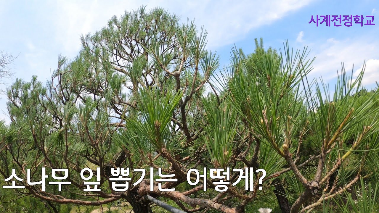 소나무 잎 뽑기는 어떻게? #188사계전정학교  24 07 03