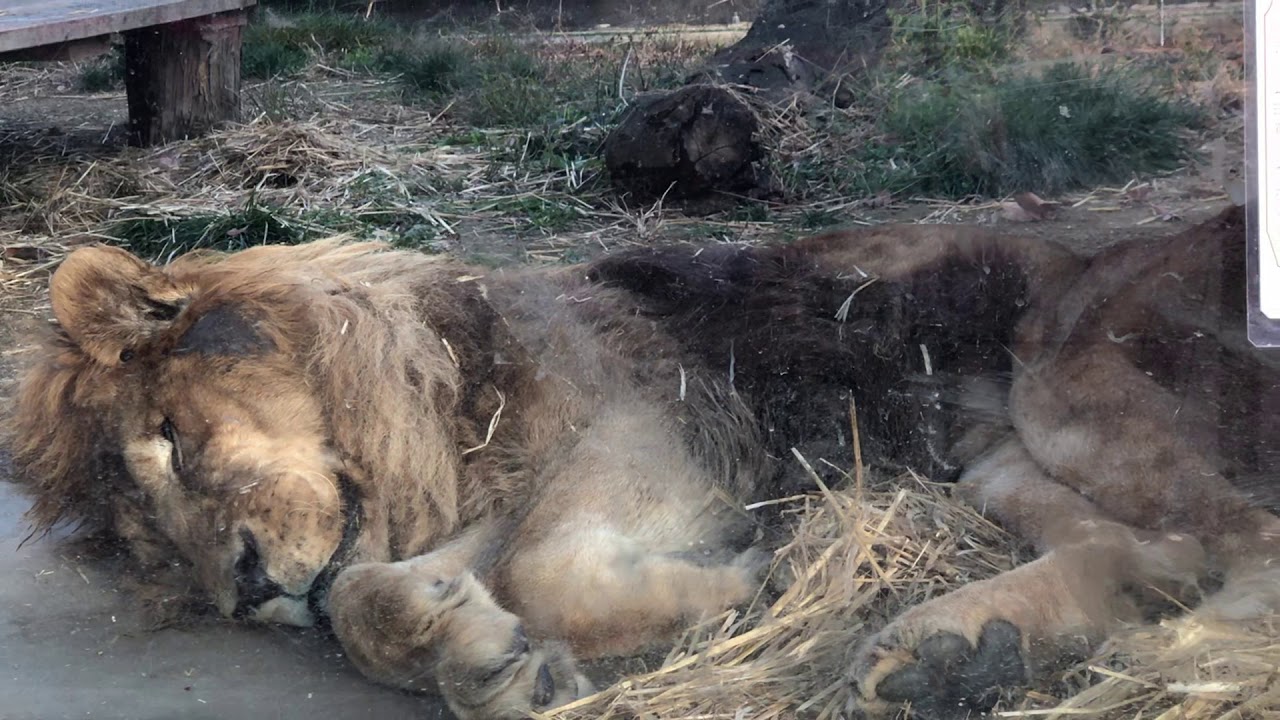 国内最高齢ライオン！亡くなる直前に雄叫びをあげるナイル【京都市動物園】