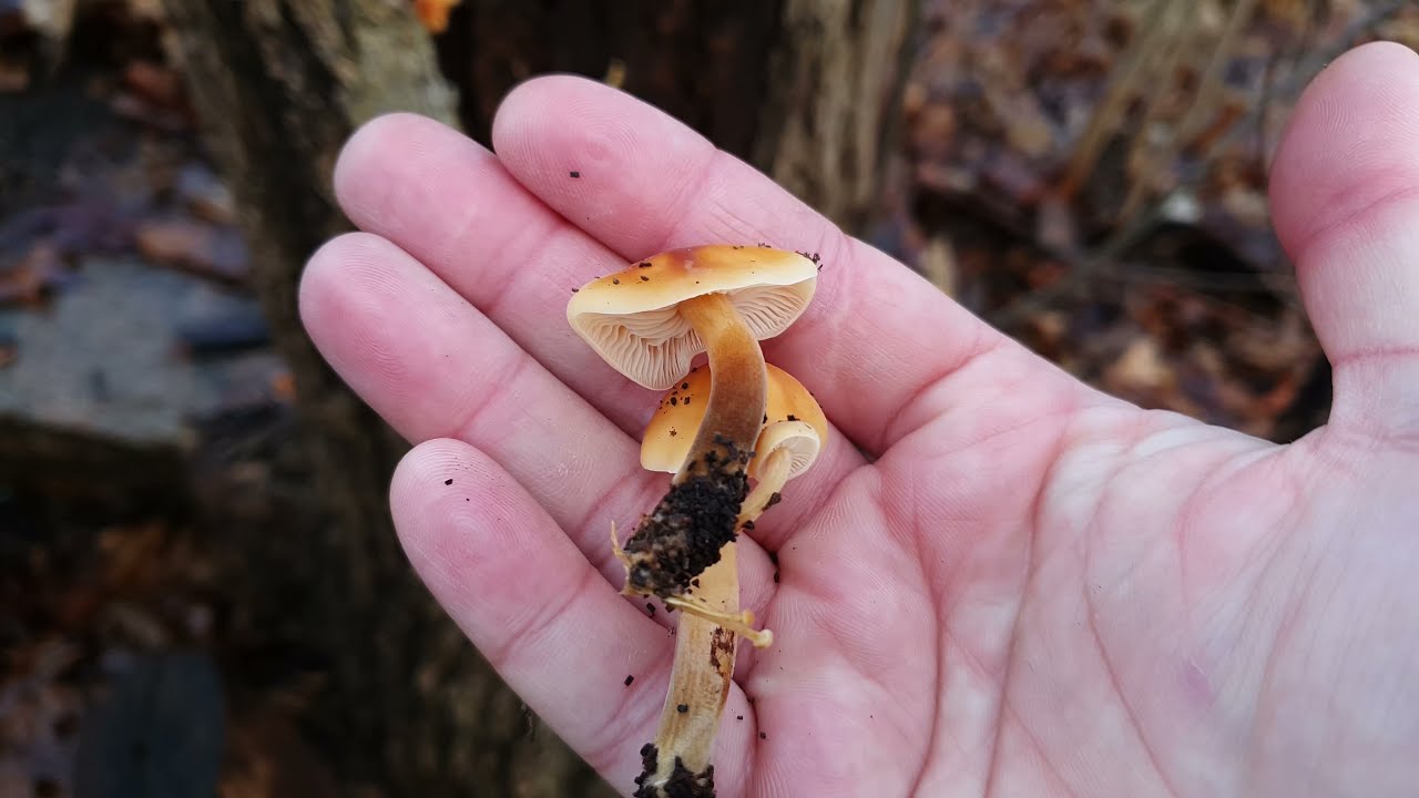 Svamp f&ouml;r alla - Vinterskivling,  Flammulina velutipes (sensu lato)