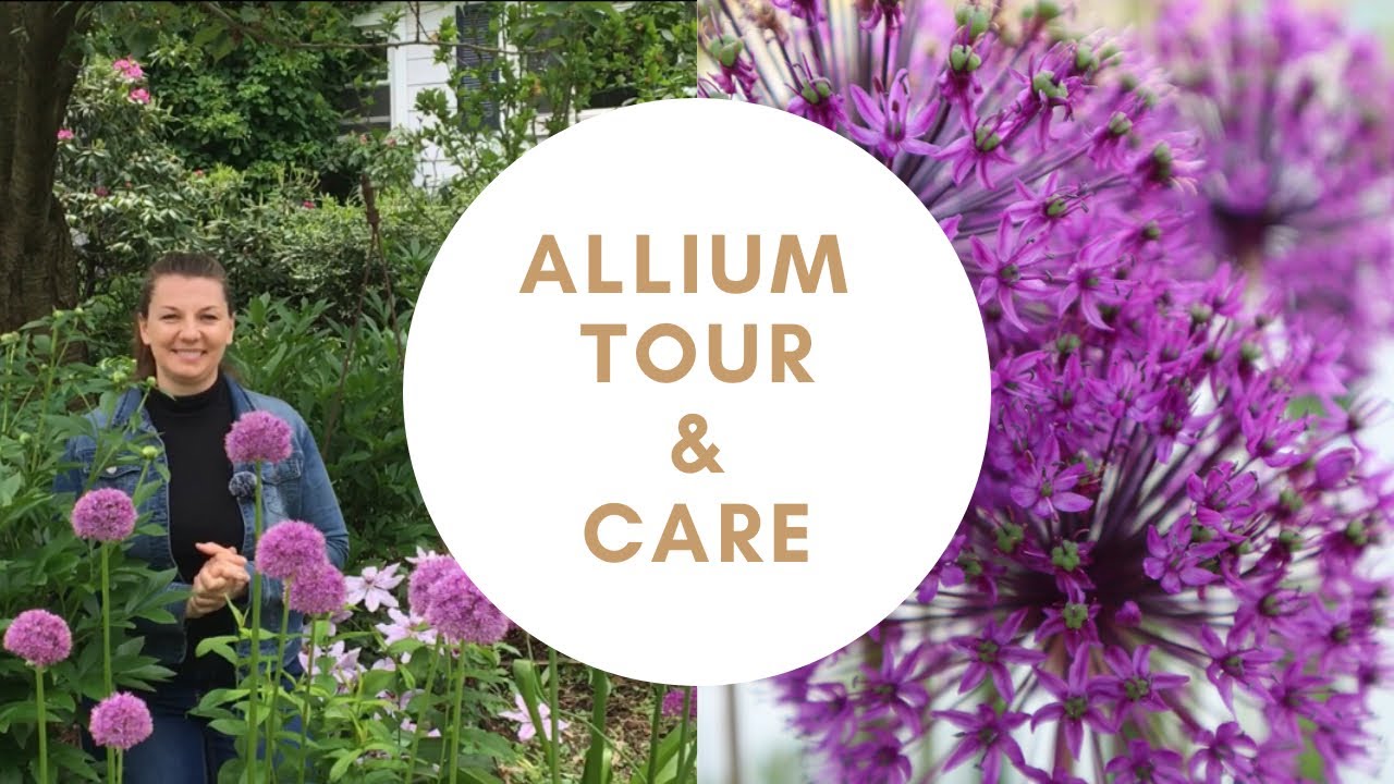 💜Allium Garden Tour ~ Allium Care ~ Y Garden 💜