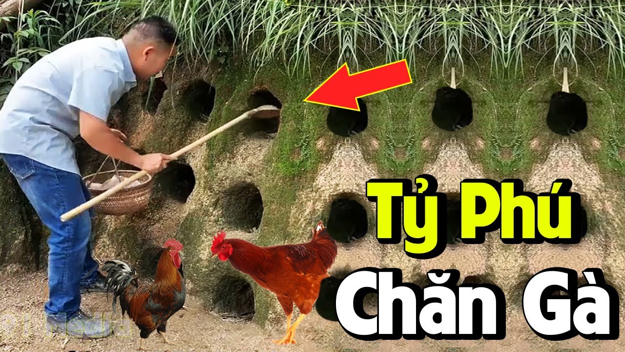 Độc Lạ Với Cách Làm Giàu Của Nông Dân Trung Quốc Từ Việc Nuôi Gà Trong Hốc Núi