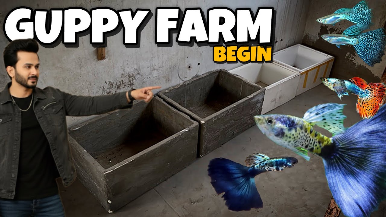 Starting My Rooftop Guppy Farm | RoofTop Mini Zoo Plan - Imran&rsquo;s World