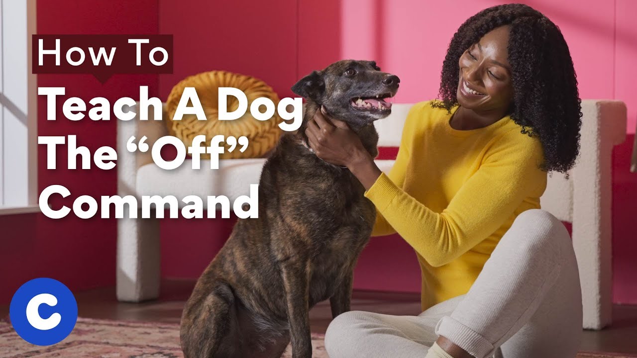 How To Teach a Dog The Off Command | Chewtorials