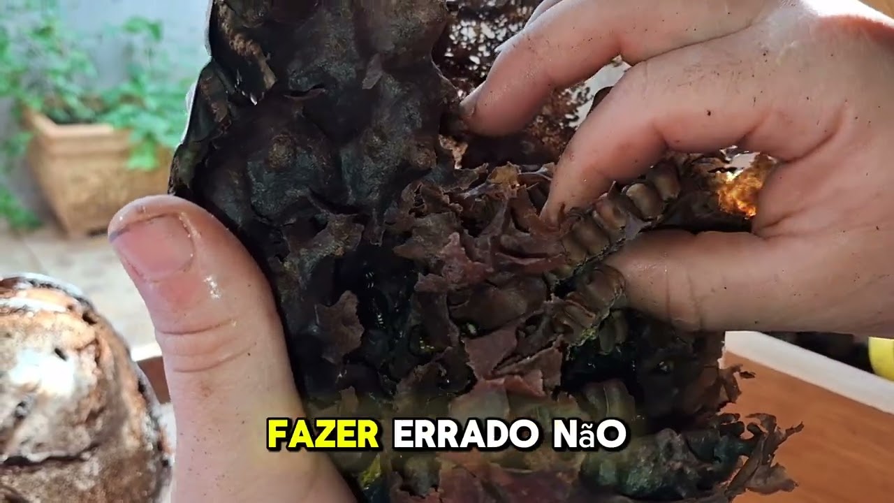 Transferência de Abelhas Mandaçaia: Como Realizar sem Causar Sofrimento 🐝 | Ferrão Apicultor