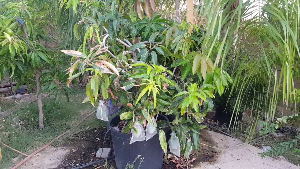 Southern Blush Mango Harvest