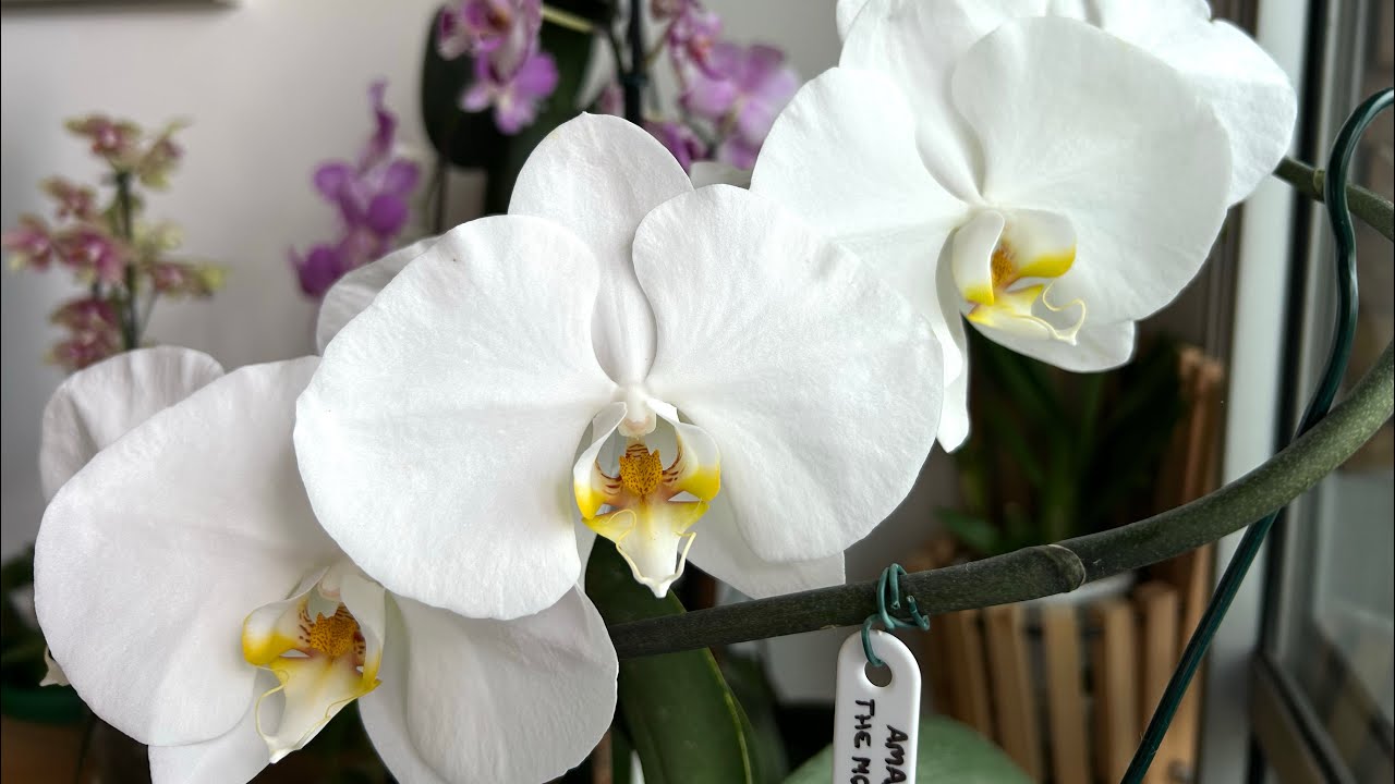 Floração em cultivo de apt gravado dia 23/2/2026