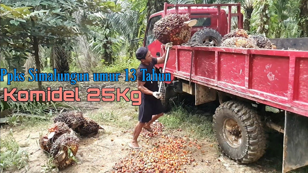 Kelapa sawit PPKS simalungun hasil panen nya 5 Ton