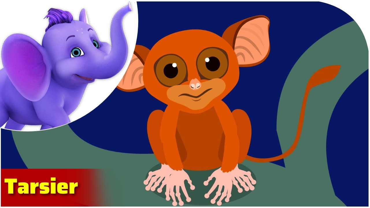 Tarsier / Weird Animal Songs / Appu Series