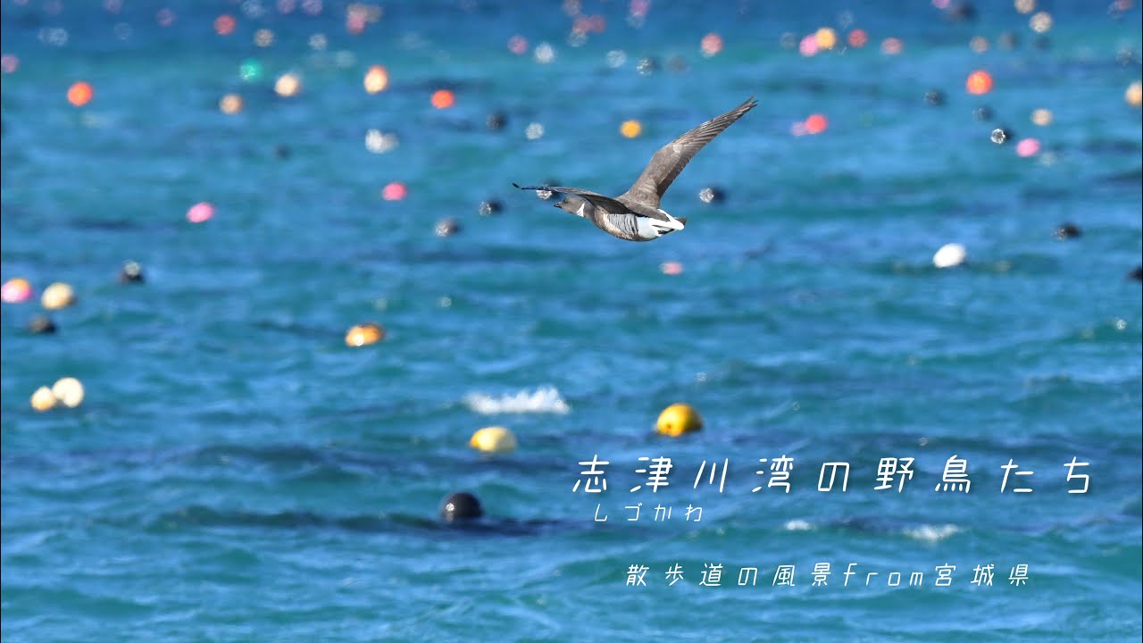 《ゆるい自然観察Vlog42》志津川湾の野鳥たち