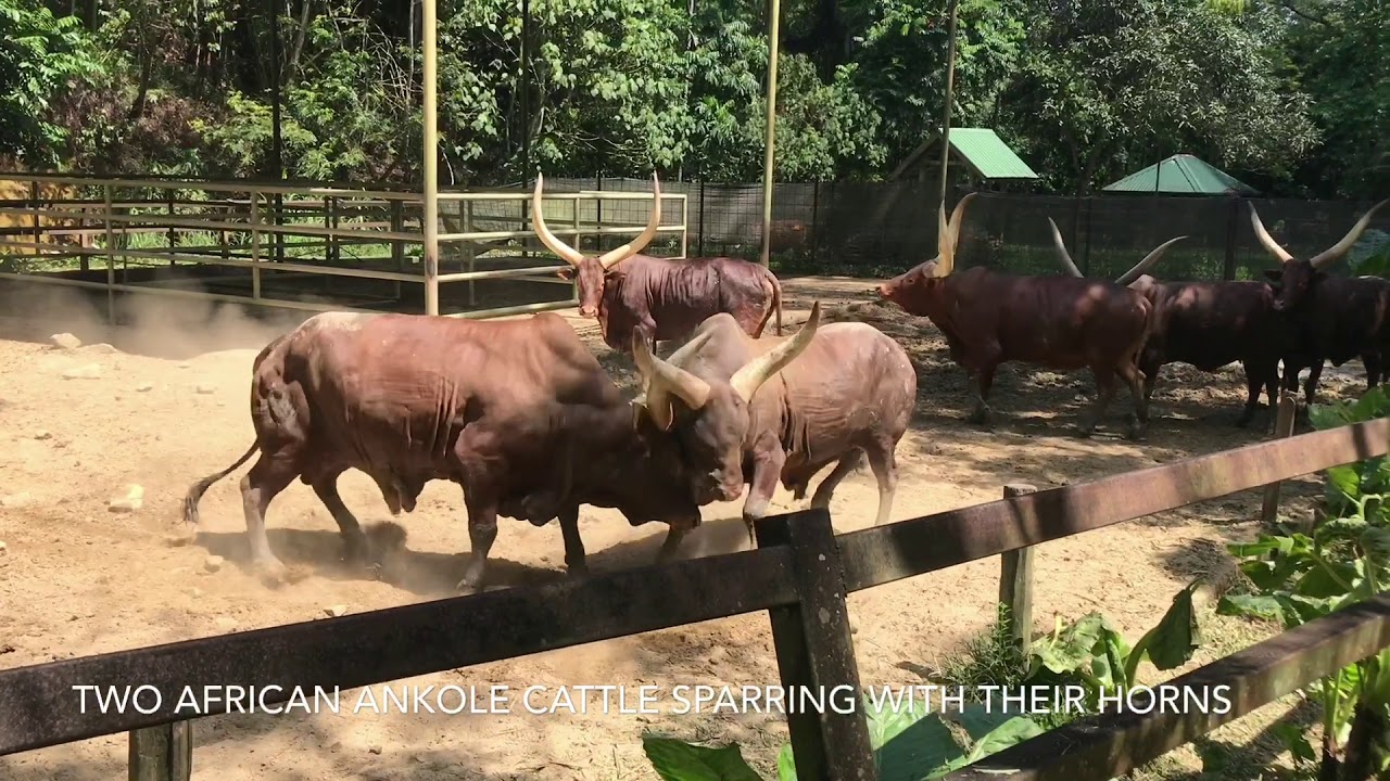 Two African Ankole Cattle Sparring With Their Horns