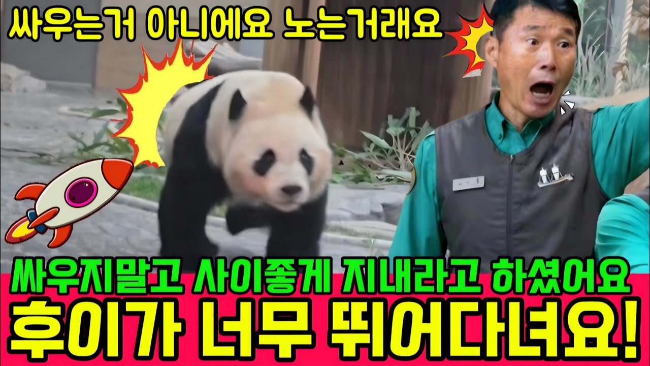 에버랜드 판다월드 3월6일 후이가 🚀 로켓 처럼 정원을 날뛰고 있어요 할부지 께서 싸우지말고 사이좋게 지내라고 하더라구요 