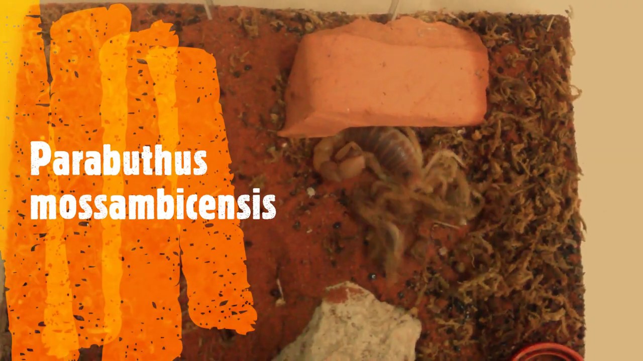 Parabuthus mossambicensis adult 0.1