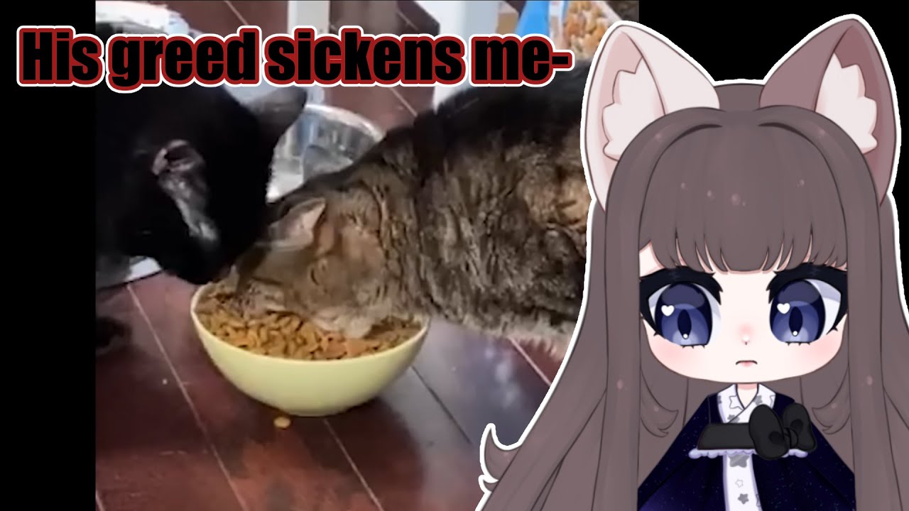 His greed sickens me! | Mittens Reacts to daily dose of internet