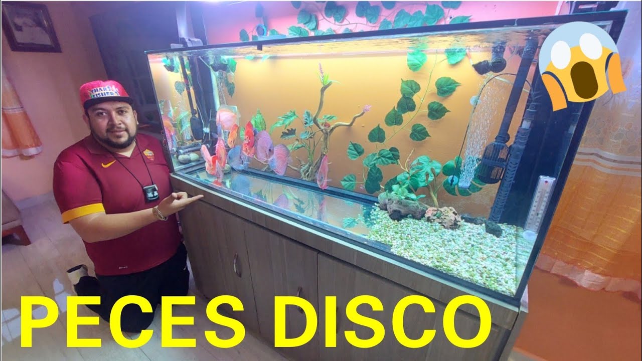 El CRIADERO CASERO DE PECES DISCO DE ALBERTO Y SU ACUARIO PRINCIPAL DE 500 LITROS