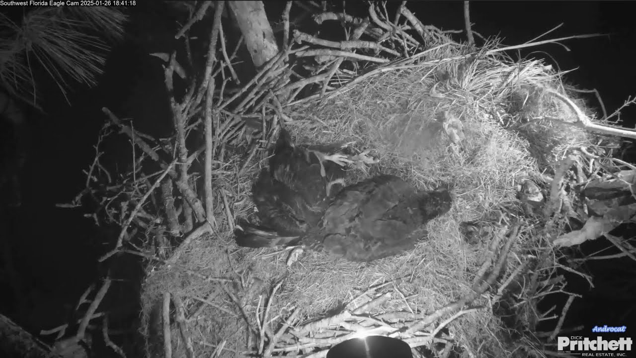 SWFL Eagles 1-26-25.  E24 Passes Away on the Nest After Having Difficulties Throughout the Day. 💔🙏🏻