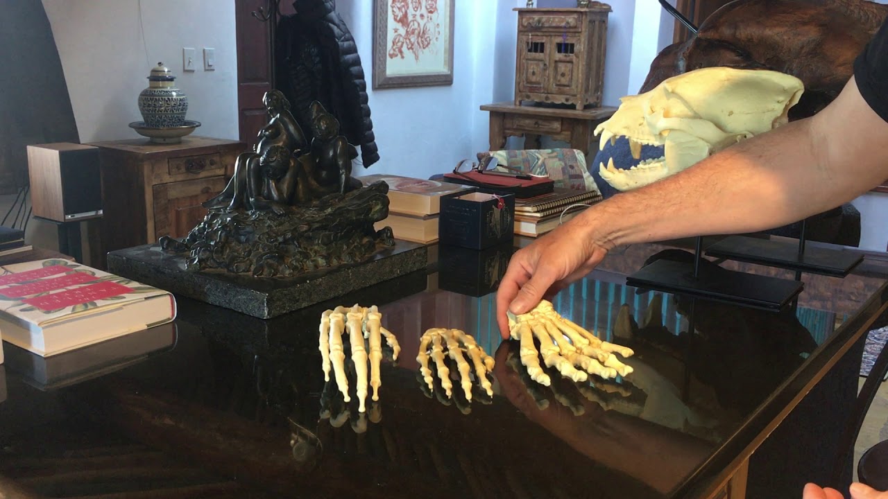 Osteology, Comparative Hands, Bear by Michael Hensley