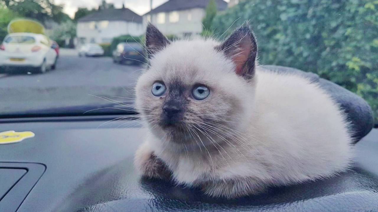 Faheen's Photoshoot - British ShortHair ColourPoint Kitten