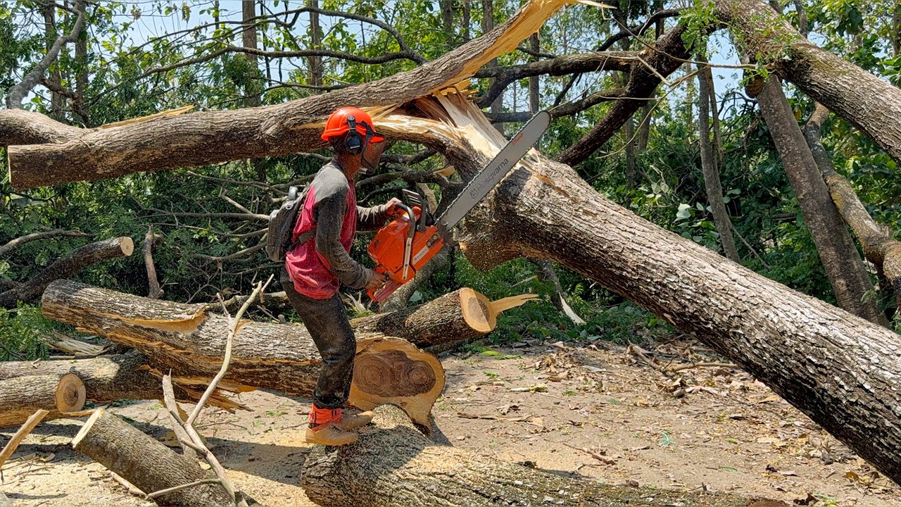 The logging of 2 trees is dangerous on the side of the road‼️