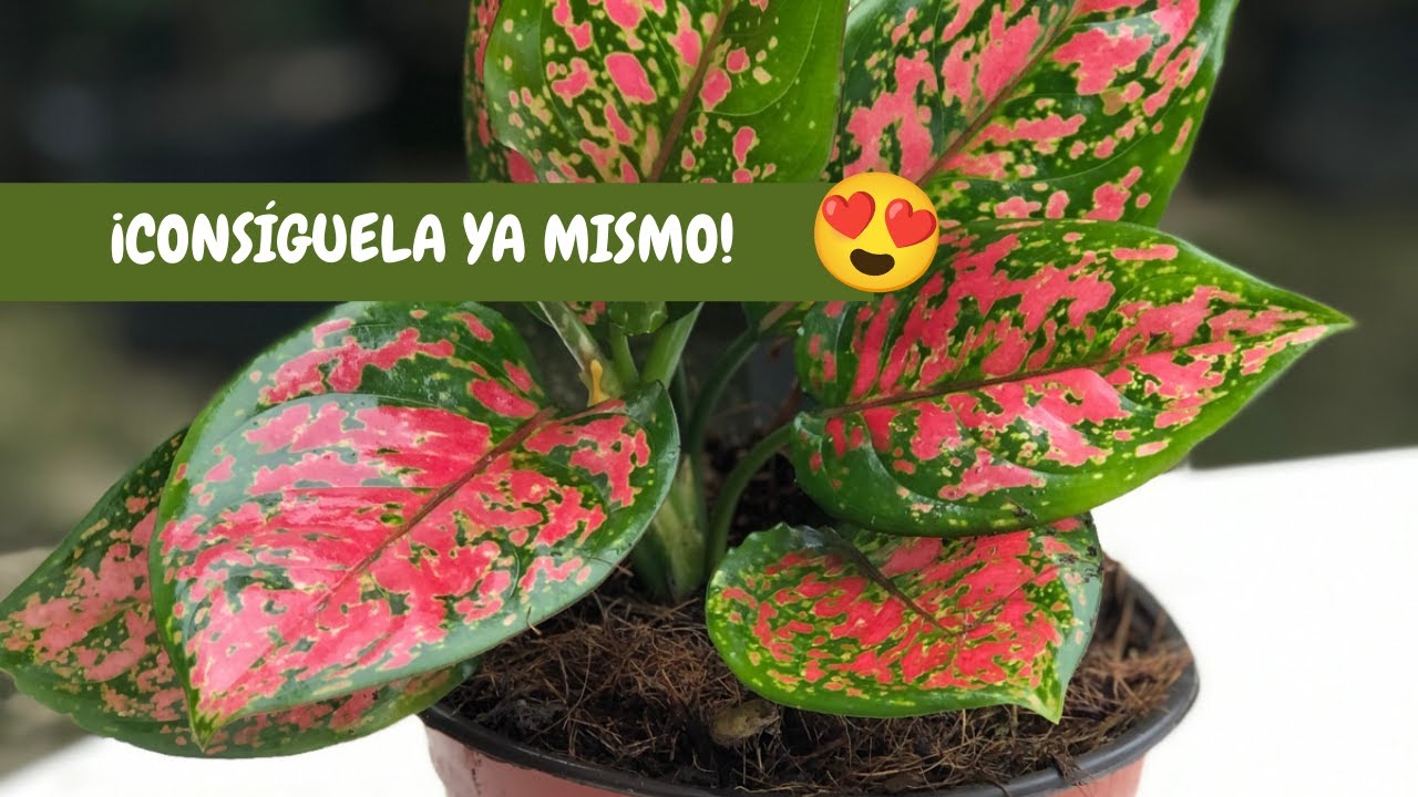 AGLAONEMA PINK: cuidados básicos | ¡Una ESPECTACULAR planta sólo para COLECCIONISTAS!