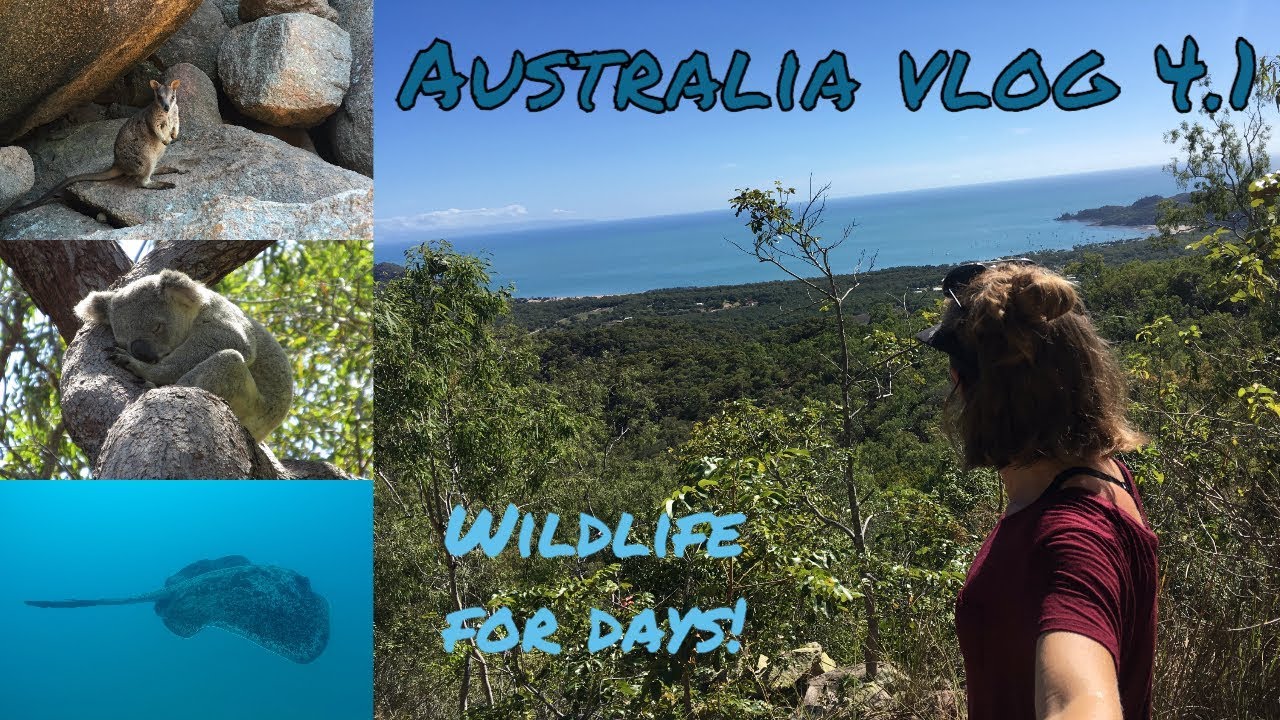 A week as a marine biologist #5 | Koalas, wallabies, epic diving