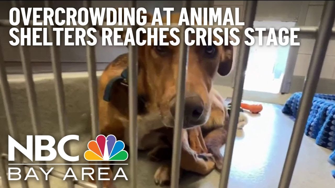 Overcrowding at animal shelters reaches crisis stage