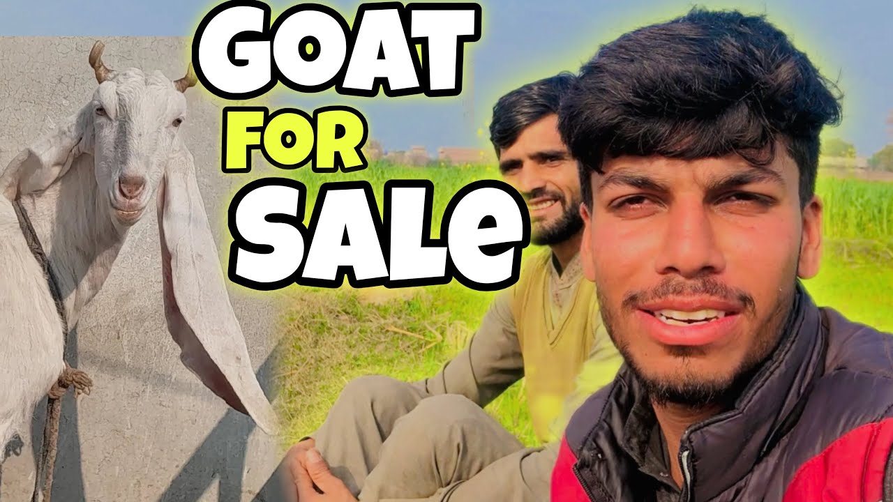 Qurbani Goat For Sale | VIP Bakra Ready | Full Details & Price 